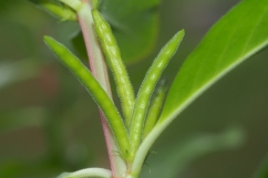 Paired fruits (follicles) of Catharanthus roseus photo